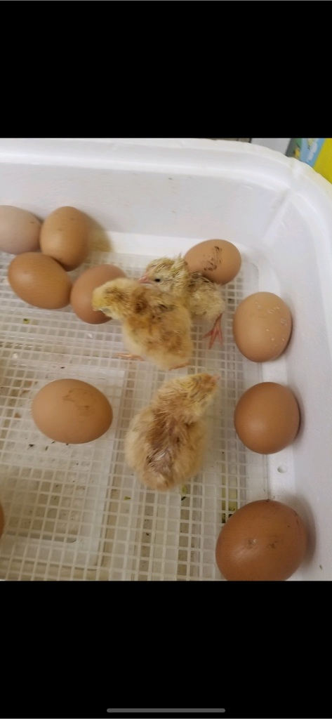 eggs