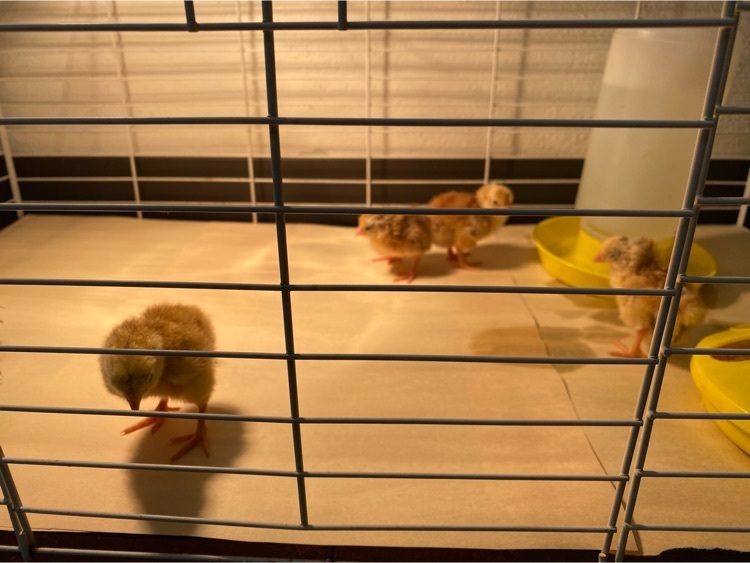 chicks